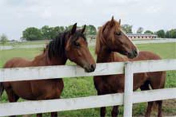 Seductor-and-Blaze-Pasture