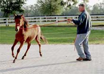 Seductor-on-lunge-line